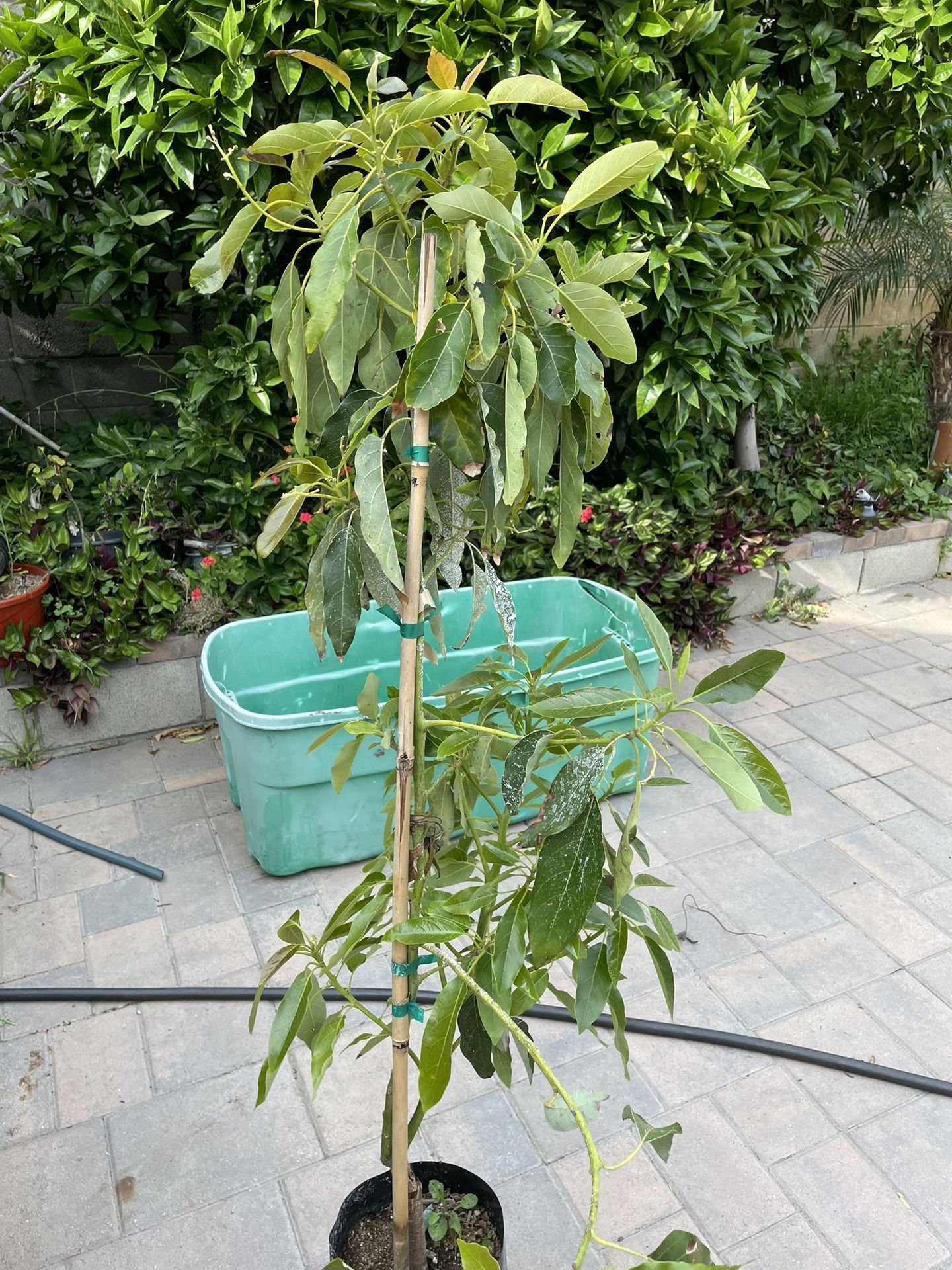 Sir Prize Avocado Tree