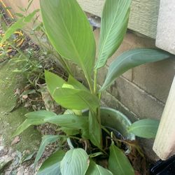 Canna Lily 