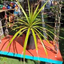 Dracaena plant 