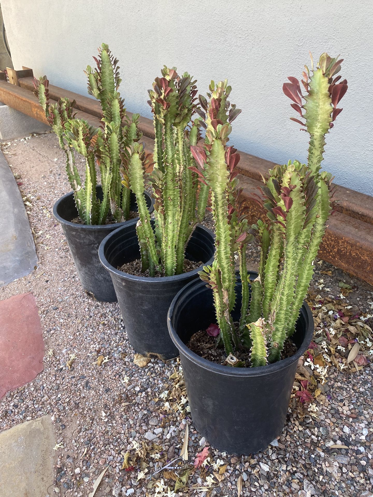 Luck Cactus (Euphoria Trigona)
