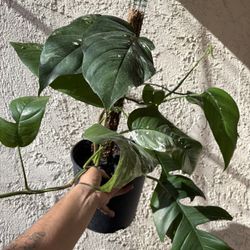 Epipremnum Pinatum Albo