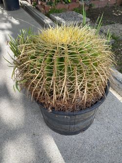 Barrel Cactus