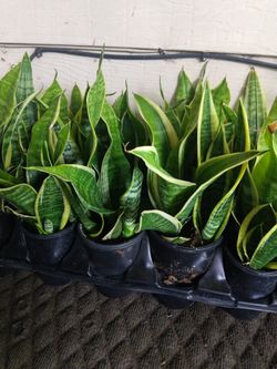 Small Lengua De Suegra $17  Bonita Planta 12 Available 