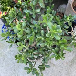 Plant jade In Nice pots 