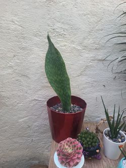 Whalefin (Taller Type)