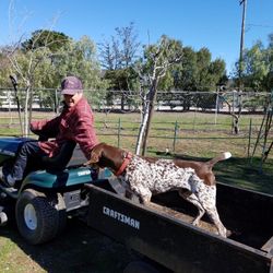 Craftsman Mower And Trailer, Without The Dogs. Lol