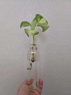 Live Plant manjula cutting