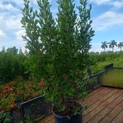 Green Bottomwood Over 5 Feet Tall 