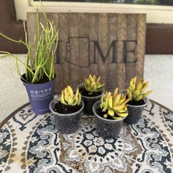 Succulent Singles 
