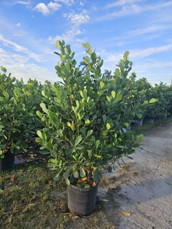 Huge Clusias Over 6 Feet Tall Instant Privacy Hedge For Fence