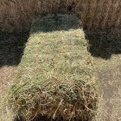 Alfalfa Hay