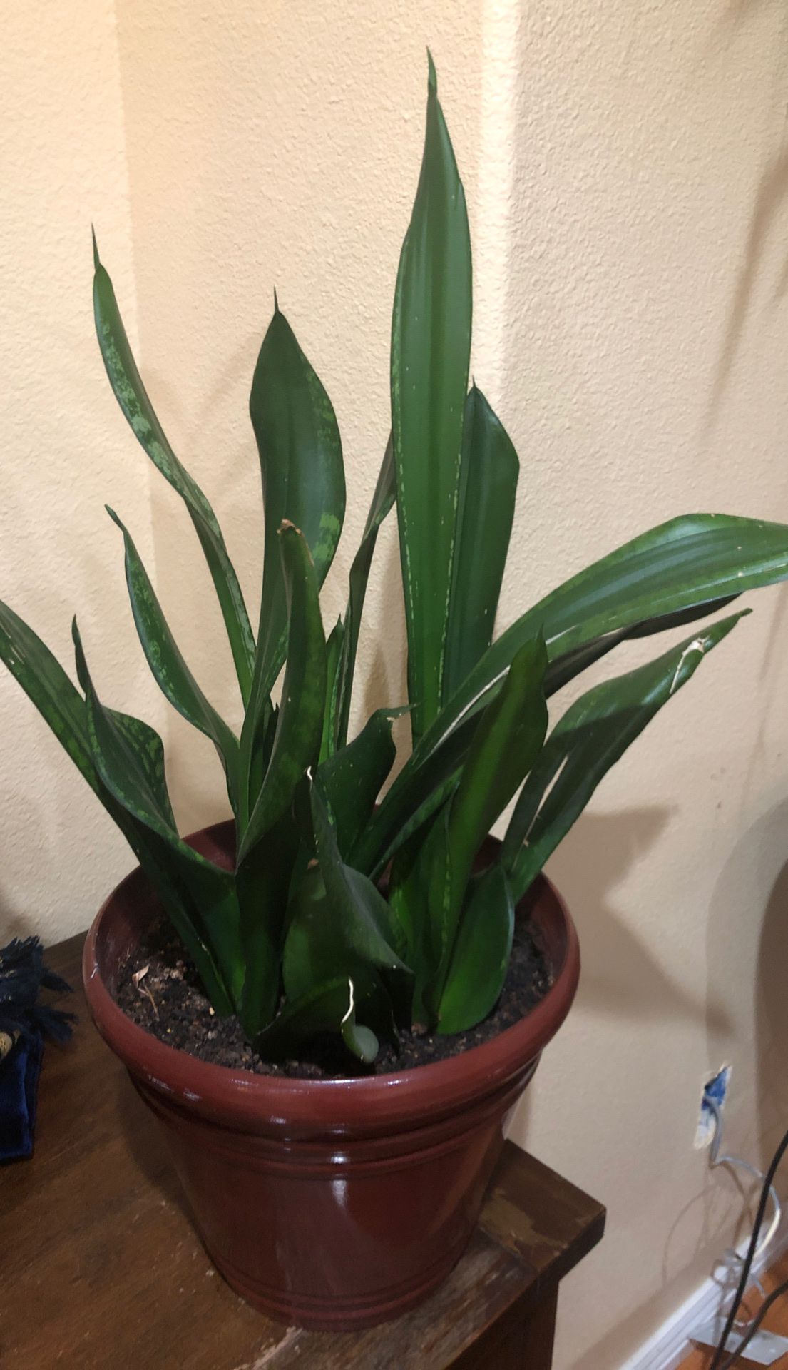 Snake or mother-in-law tongue house plant in the nice durable new pot