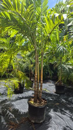 Adonidias Plants 5-6 Feet Tall. Christmas Palms