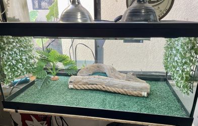 Bearded Dragon Cage