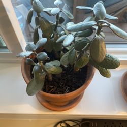 Jade Plant