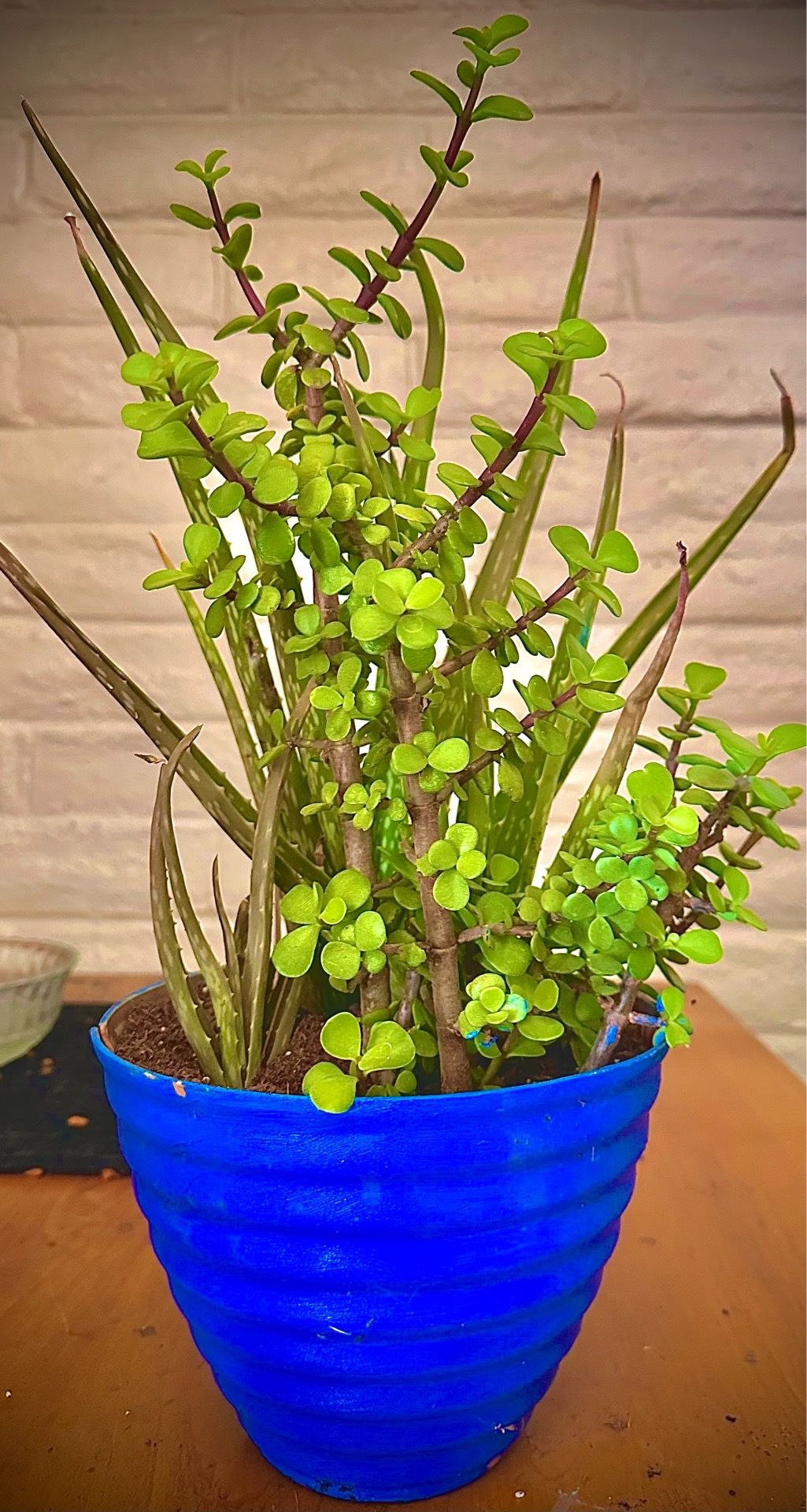 Potted Aloe vera and elephant food plant