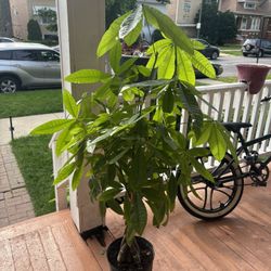 Money Tree For Sale