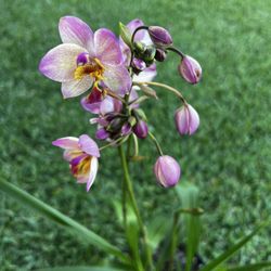 GROUND ORCHIDS ( 3 Gallon Pot) Eye Catching 