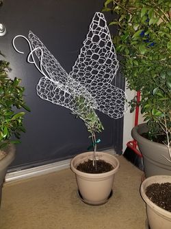 Butterfly Topiary Plant - 22" White