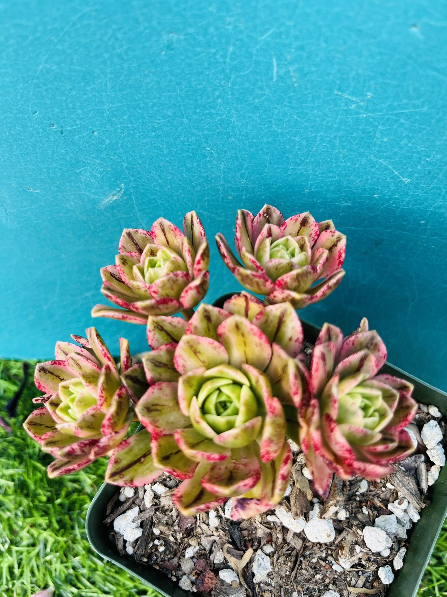Rare Aeonium Sweet Tea/ Green Tea, Variegated cluster, live rooted, get 2 free s