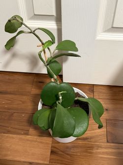 Hoya Kerii Heartleaf