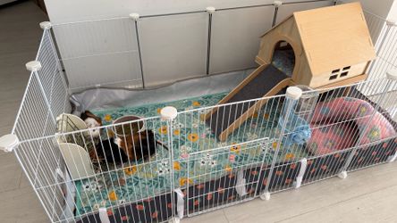 Guinea pigs and cage