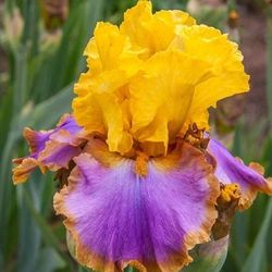 Mega Bucks Bearded Iris Plants 3 For 24$