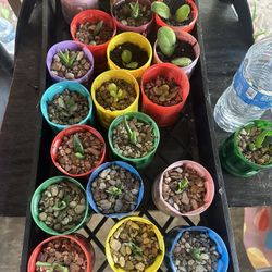 Succulents For Sale 