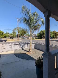 FREE!! 12 ft palm tree
