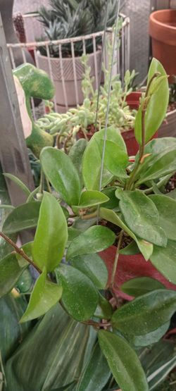 Joya plant.
