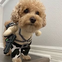 Pet Costume (small Pets