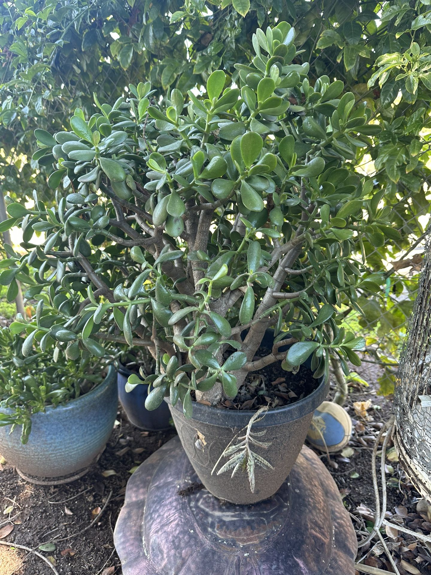 Jade Plant