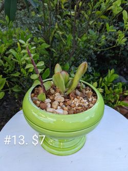 Succulents In Unique Pots