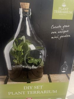 DIY SET PLANT PLANT TERRARIUM