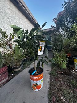 Planta de naranja en maceta de 5 galones ala venta