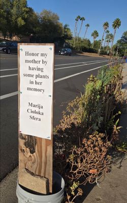 Free plants. San Marcos
