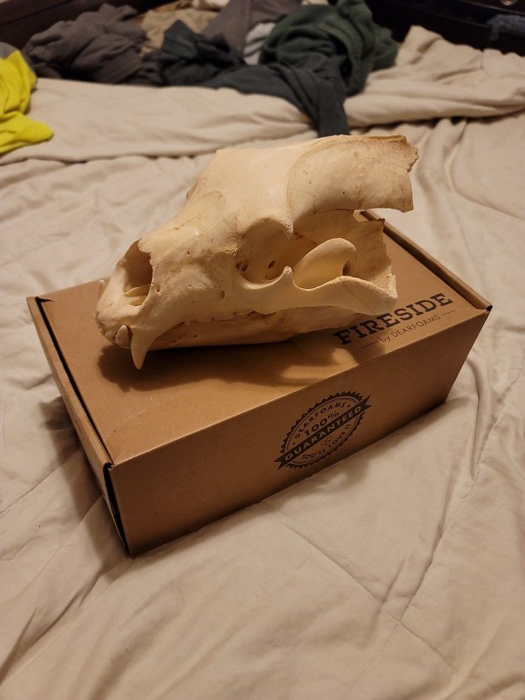 Taxidermy Black Bear Skull Authentic