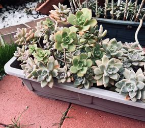 Succulents