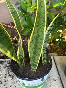 Snake plant