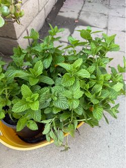 Mint