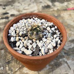 Acanthocalycium Glaucum Seedling. Smallest Blue Cactus 