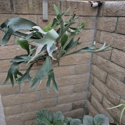 Staghorn Fern