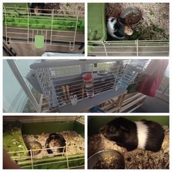 Small Ginny Pig Cage