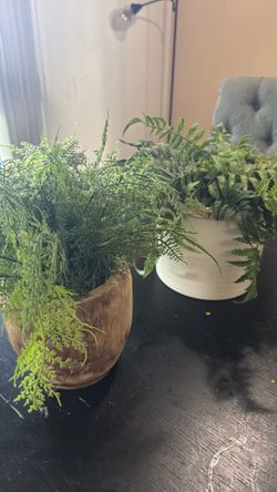 2 fake plants
