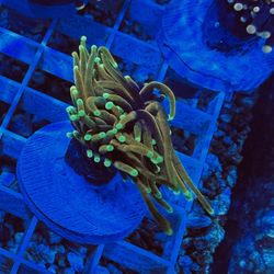 🔥 HeII Fire Torches  And Way More Saltwater Reef Fish Tank Decorations 