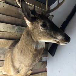 Mounted deer