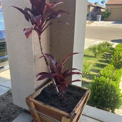 Plants For Sale