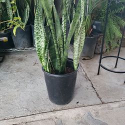 SNACKE PLANT