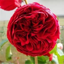 Rare European, Japan rose plants ,      Red Eden Rose 