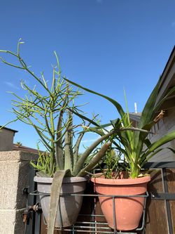 Plants basket